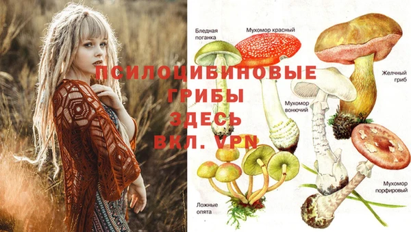 хмурый Нестеровская